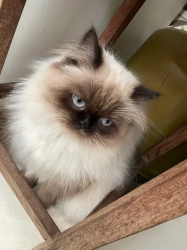 Gato Persa