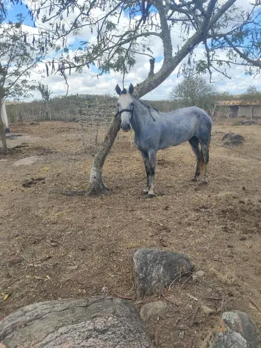 Égua mangalarga