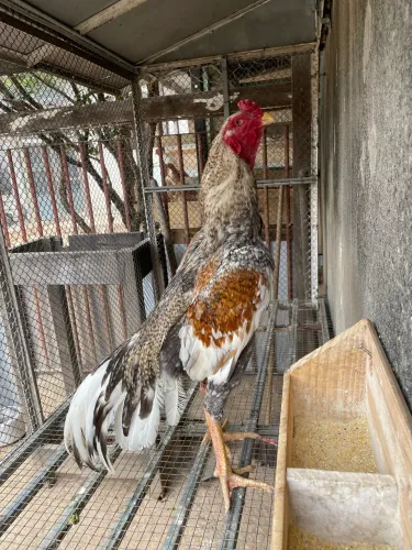 Galo índio canto curto de alto padrão