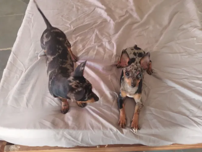 Pinscher Zero / Um Filhote Merle Arlequim Cachorro Cão Pedigree 