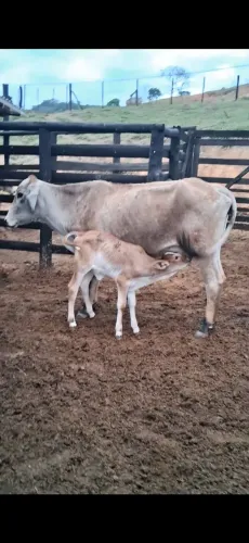 vaca parida bezerra fêmea.