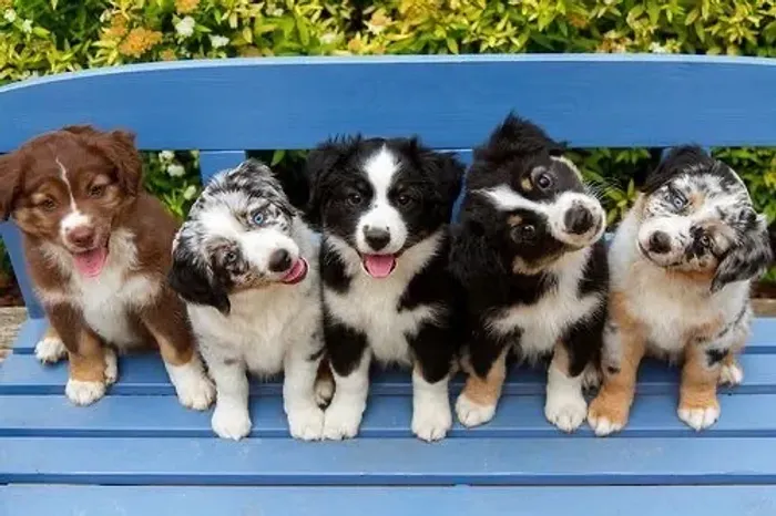Border Collie - O Parceiro Que Vai Crescer Ao Seu Lado 