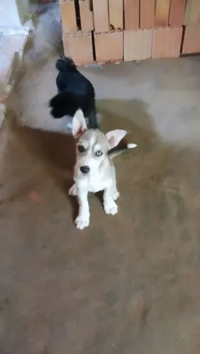 Husky siberiano fêmea 