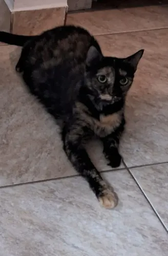 Doação gata adulta