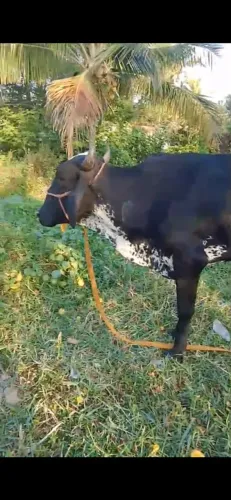 Vacas a venda