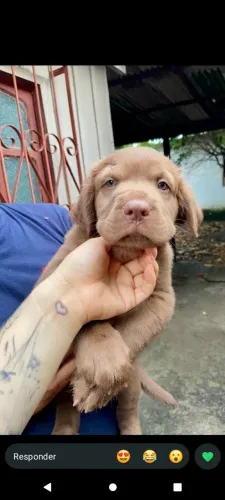 Vdd filhotes de Doberman