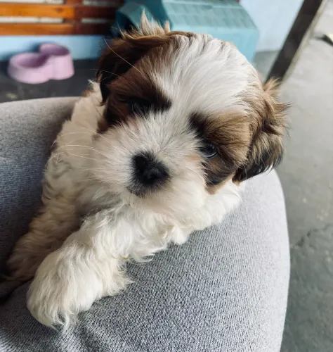 Filhotes de shih tzu