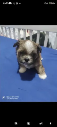 Filhotes Lhasa puro