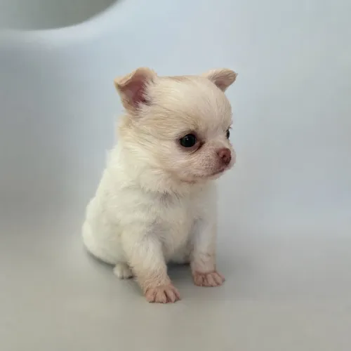 Chihuahua 