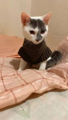 Roupinha de Crochê para Gato - Tamanho 2 - R$15