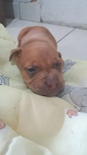 Filhote de pitbull  