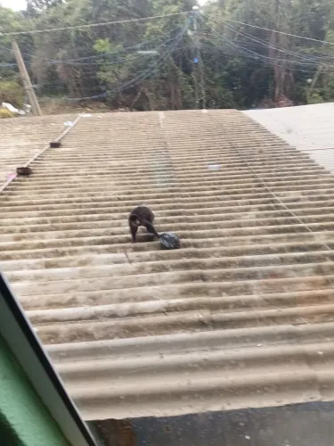 Serviço eu