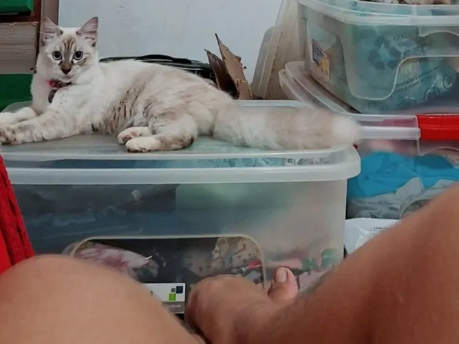 Doa-se linda e peludinha gatinha. 