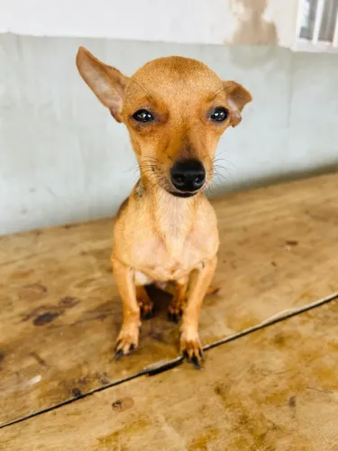 pinscher fêmea disponível para cruza
