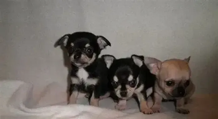 pinscher