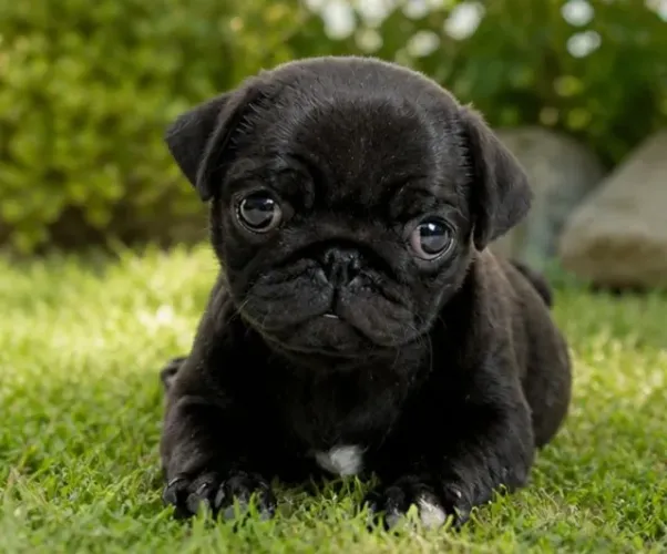 Último Filhote pug preto macho disponível 