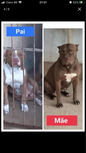 Pitbull puro com pedigree 