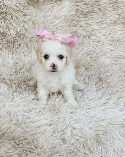 Poodle Micro Toy ?
