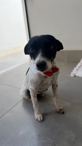 Doação de fêmea porte pequeno