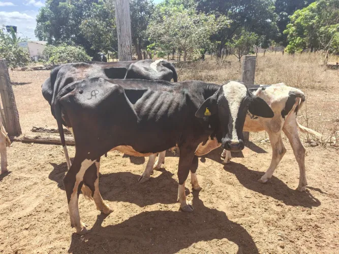 Vendo vacas para leite 