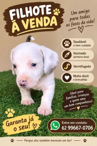 Filhote de cachorro raça cofap