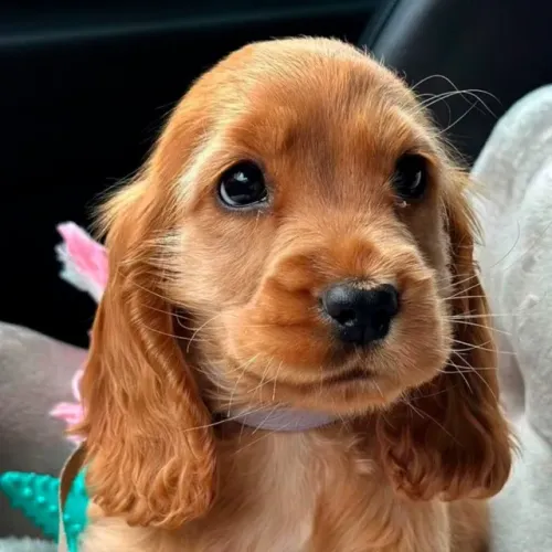 Cocker Spaniel,Cocker Spaniel Filhote Saudável Excelente Companhia