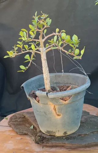 Pré bonsai acerola 2