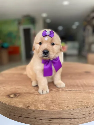 Golden retriever