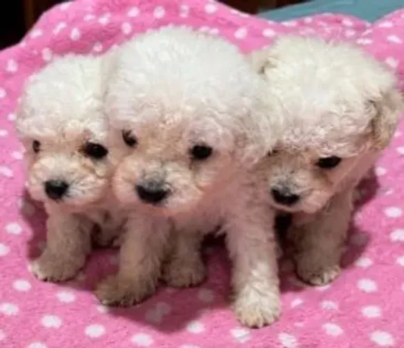 Filhotes de poodle machos