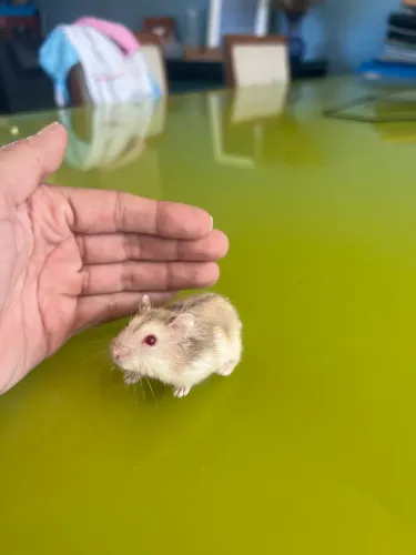 Hamster