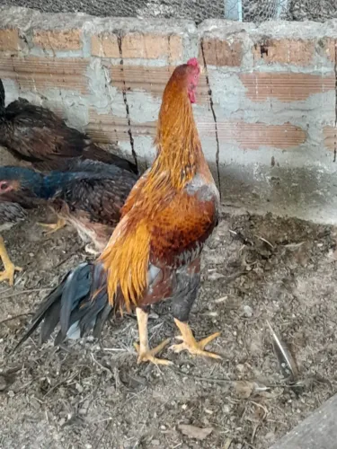 Galo índio novo top