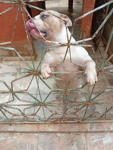 Animal cachorro
