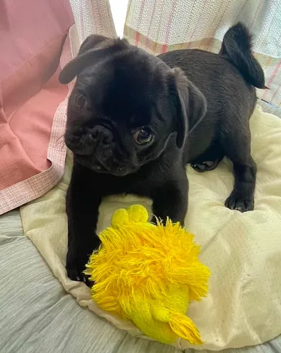 PROMOÇÃO PUG FILHOTES 