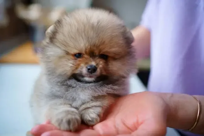 Filhote de Spitz Alemão Cheio de Charme e Personalidade
