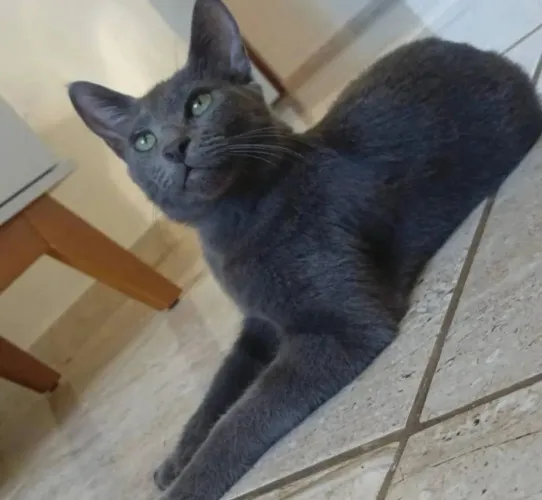 Gatinha Azul Russo 7 meses Castrada Lindíssima 