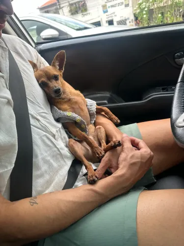 Pinscher para adoção responsável 