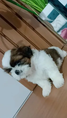 Filhote shih tzu, Um companheiro para dividir todos os seus dias!