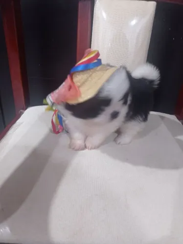 Shitzu miniatura macho e fêmea 
