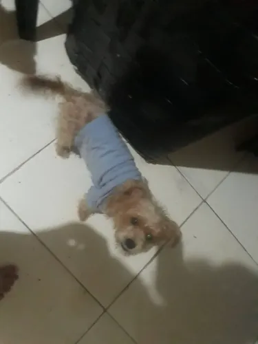 Linda pinscher ?