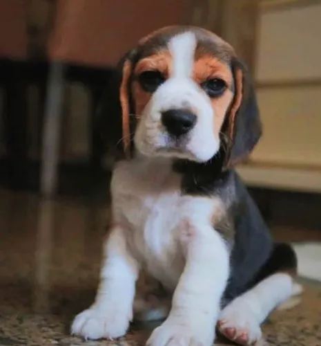 Beagle Um vínculo que une com simplicidade