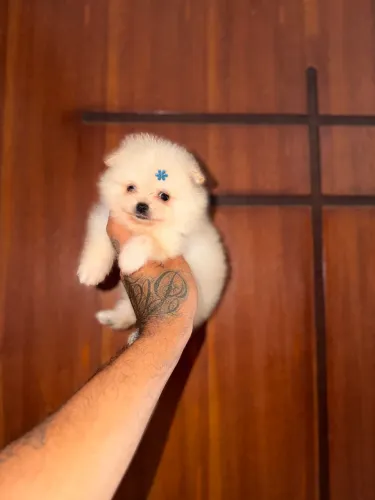 Spitz alemão