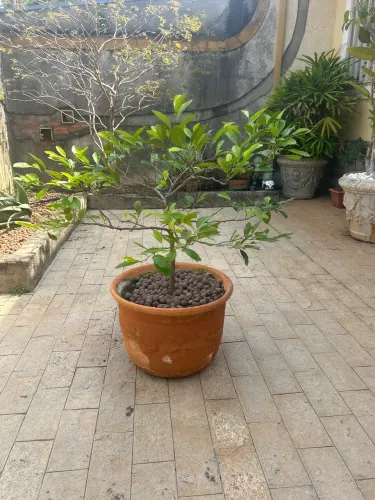 Vendo lindo pé de limão cravo adulto de 5 anos produzindo 