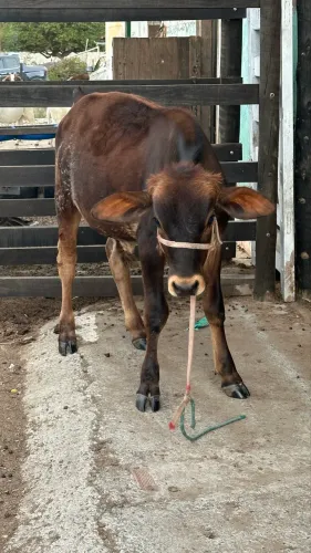 Mini boi