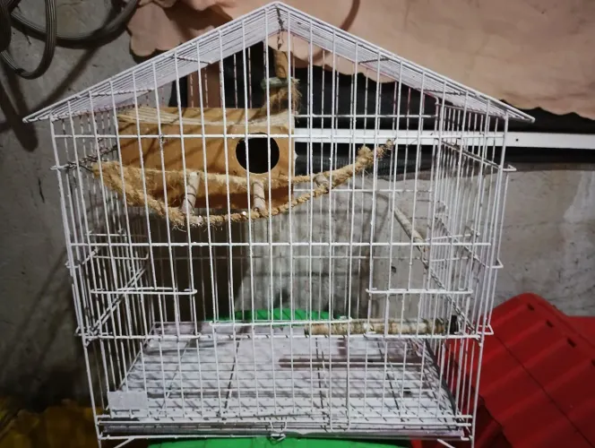 Gaiola sou de Bangu