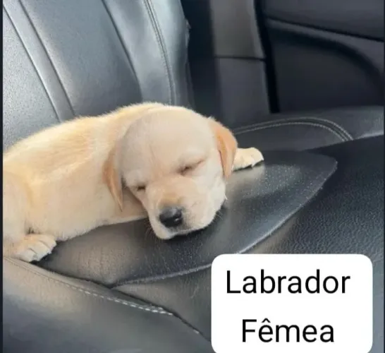 Labrador Fêmea