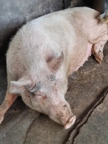 PORCOS CAIPIRA 