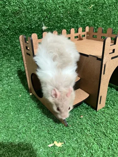 Hamster sírio angora