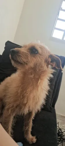 CACHORRO DE 11 MESES AMARELO MACHO