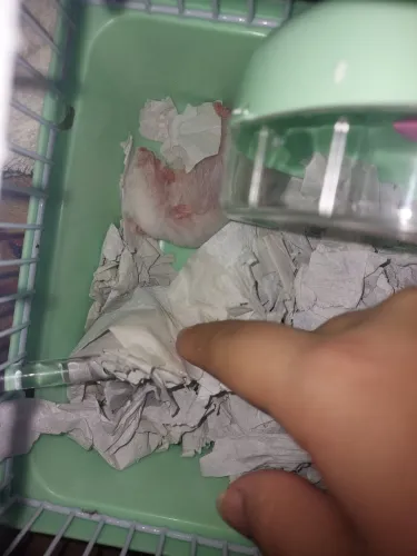 Animais 