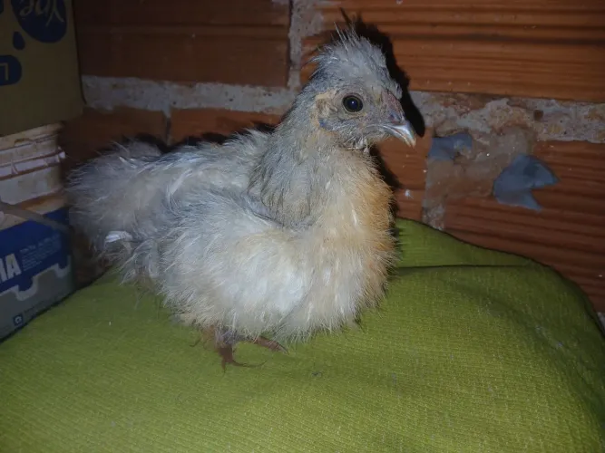 Pintinho sedoso